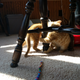 Illustration for article titled 11 Things I Did Not Know About Kittens